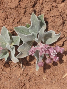 Asclepias ruthiae